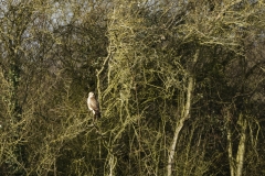 Buzzard