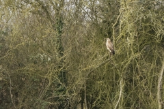 Buzzard