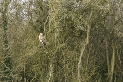 Buzzard