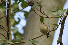 Goldcrest Closeup