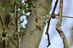 Goldcrest