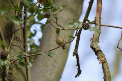 Goldcrest