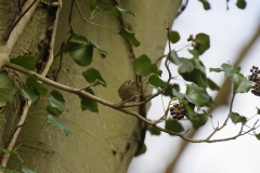 Goldcrest