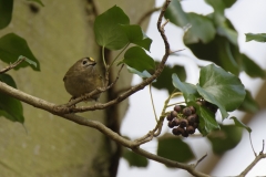 Goldcrest Closeup