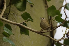 Goldcrest Closeup