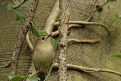 Goldcrest Closeup