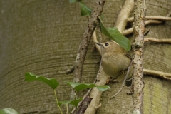 Goldcrest Closeup