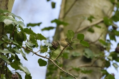 Goldcrest