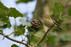 Goldcrest Closeup