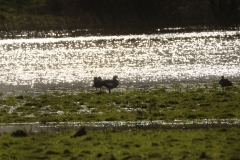 Geese in the sun