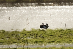 Geese in the sun