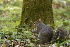 Squirrel Side View on the Ground Eating