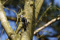 Male Great Spotted Woodpecker Back View on Tree