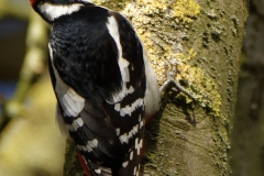 Male Great Spotted Woodpecker Back View on Tree