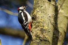 Male Great Spotted Woodpecker Side View on Tree