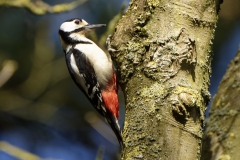 Male Great Spotted Woodpecker Side View on Tree