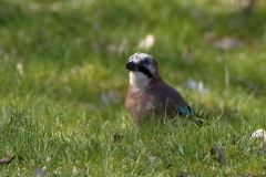 Jay front View on the Grass