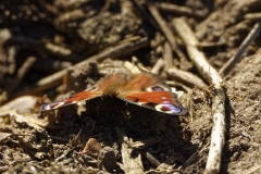 The Peacock Butterfly on the Ground