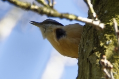 Nuthatch Singing in a Tree Front View