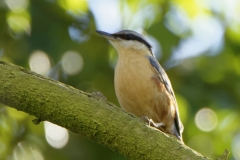 Nuthatch in a Tree Front View