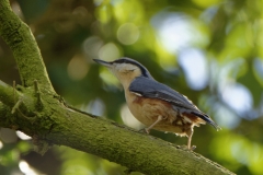 Nuthatch in a Tree Side View