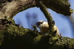 Nuthatch in a Tree Front View