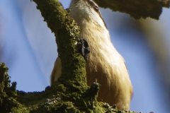 Nuthatch Singing in a Tree Front View