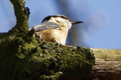 Nuthatch in a Tree Side View