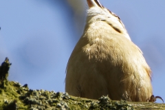 Nuthatch Singing in a Tree Front View