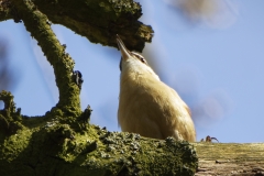 Nuthatch Singing in a Tree Front View