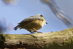 Nuthatch in a Tree Side View