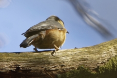 Nuthatch in a Tree Side View