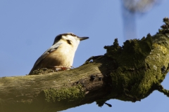 Nuthatch in a Tree Side View