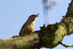 Nuthatch Singing in a Tree Front View