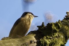 Nuthatch in a Tree Side View