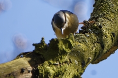 Nuthatch in a Tree Front View