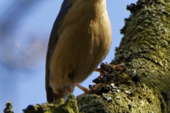 Nuthatch Singing in a Tree Front View