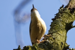 Nuthatch Singing in a Tree Front View