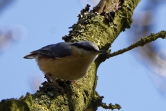 Nuthatch in a Tree Side View