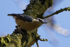 Nuthatch in a Tree Side View