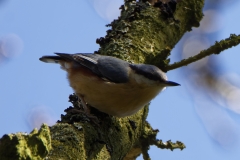 Nuthatch in a Tree Side View