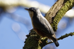 Nuthatch in a Tree Back View