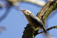 Nuthatch in a Tree Back View