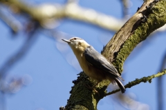 Nuthatch in a Tree Back View