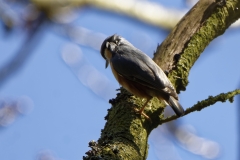 Nuthatch in a Tree Back View