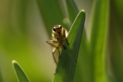 Cricket Sticking it's Tongue out on a Leaf Front View