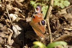 The Peacock Butterfly on the Ground Side View