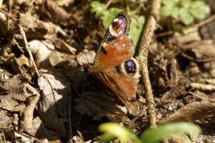 The Peacock Butterfly on the Ground Side View