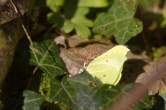 Clouded Yellow Butterfly on the Ground Side View