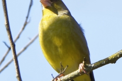 Greenfinch on Branch Front View